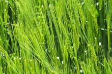Grano in primavera